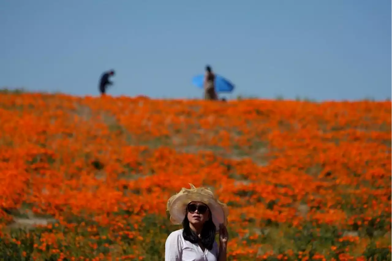 Photos: Wet winter gives way to colorful ‘Superbloom’ in the West