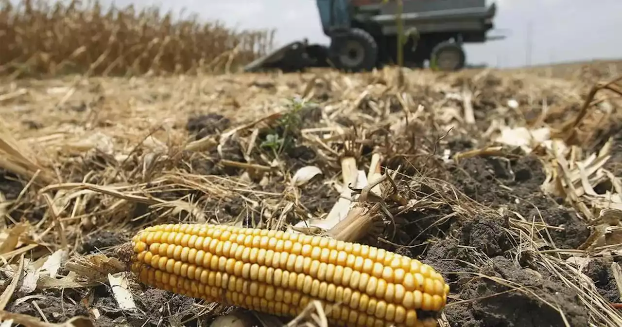 Soja y maíz: más recorte de producción y menos rindes | Agricultura | La Voz del Interior