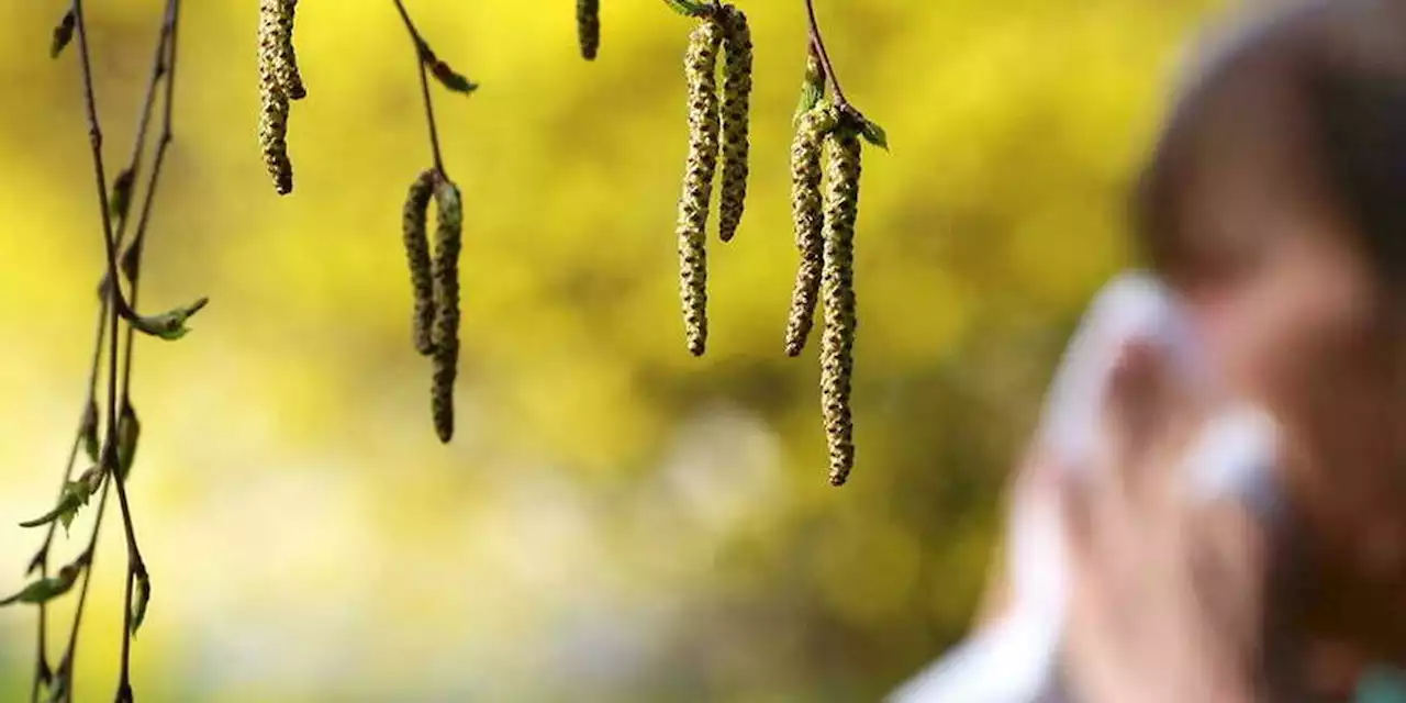 Les allergies au pollen boostées par le changement climatique