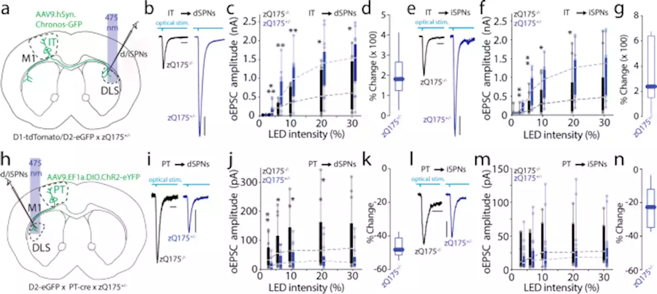 Cholinergic deficits selectively boost cortical intratelencephalic control of striatum in male Huntington’s disease model mice - Nature Communications