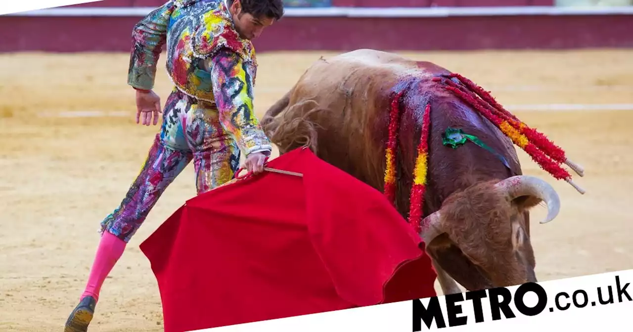 Bullfighting at seven-year high in Spain as young people drive its resurrection