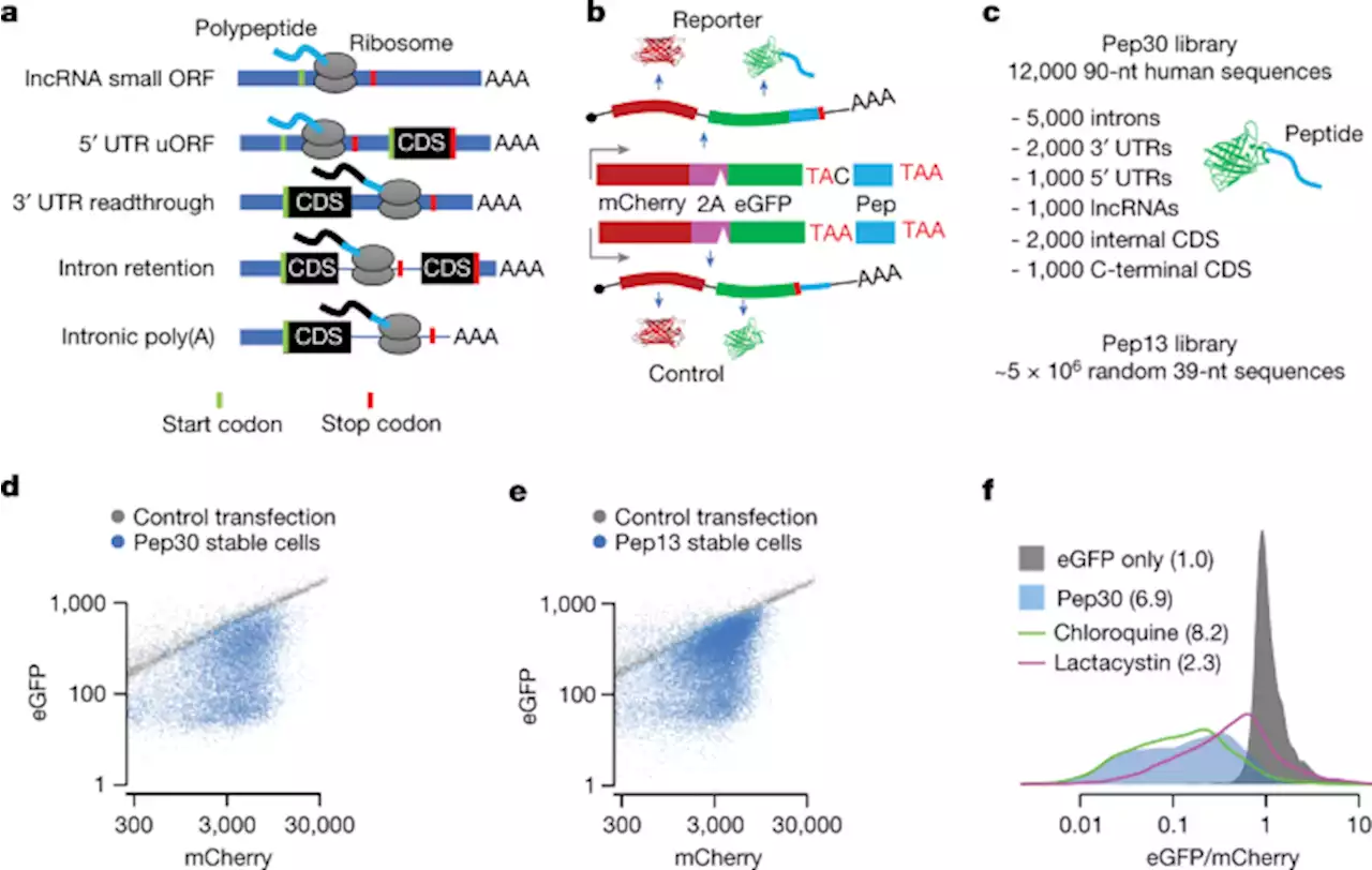 Noncoding translation mitigation - Nature