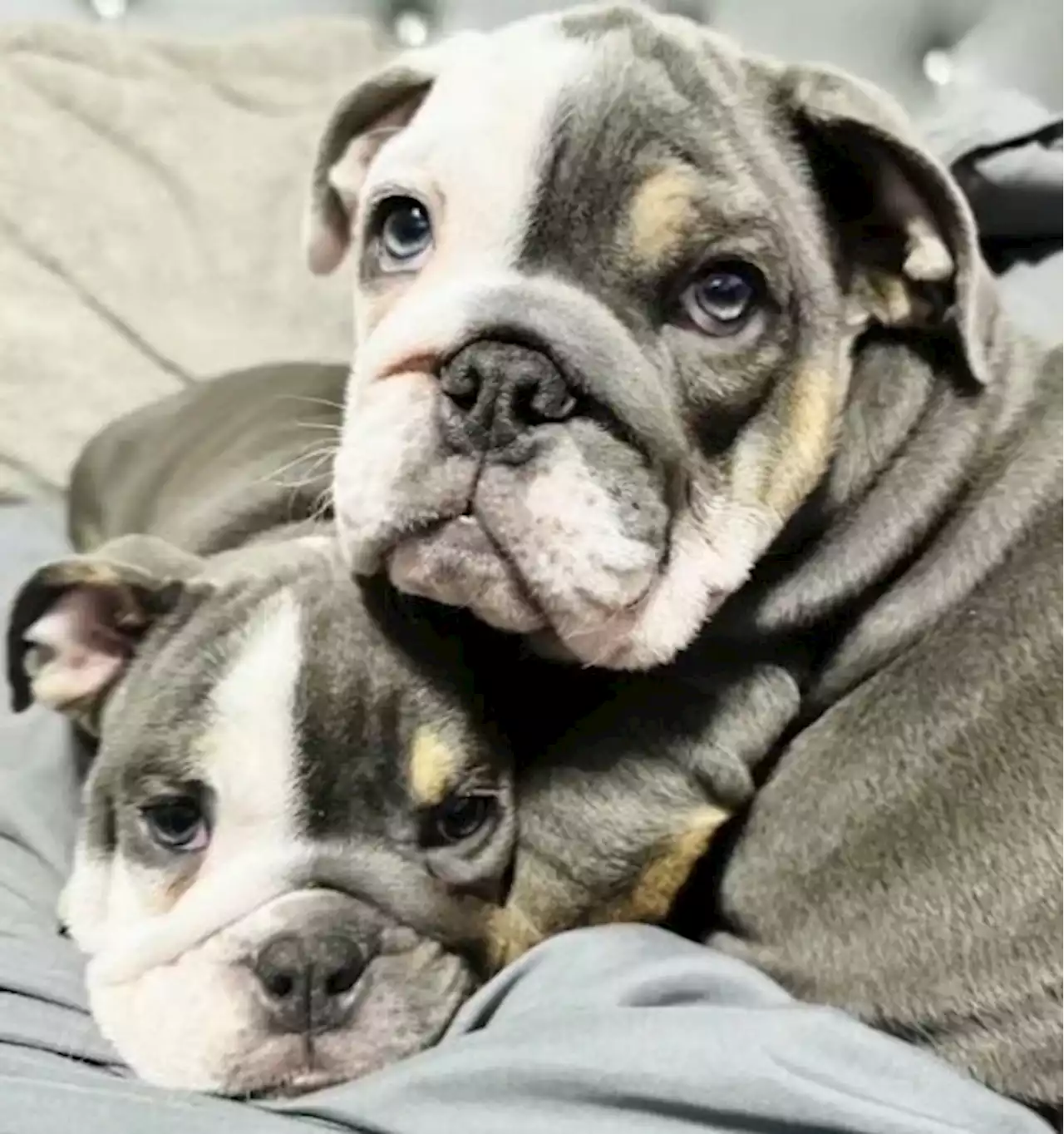 San Bruno Man says $20K, 2 Puppies Stolen in Armed Home Invasion