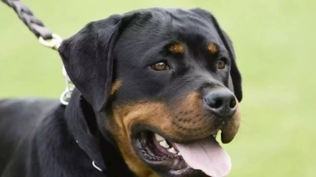 Bahía Blanca: permanece en terapia intensiva un niño de 11 años brutalmente atacado por tres perros rottweiler | Fue trasladado en un avión sanitario a Mar del Plata