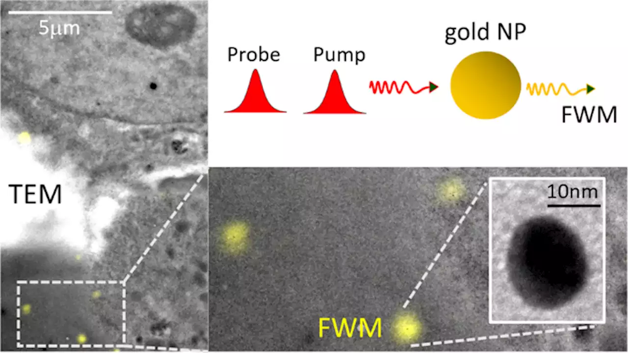 Correlative light-electron microscopy using small gold nanoparticles as single probes - Light: Science & Applications