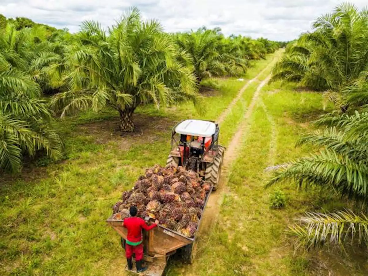 ‘Pudrición del cogollo’, plaga que afecta palma de aceite en Colombia