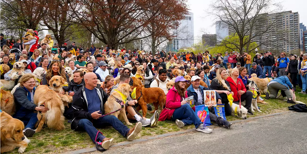 Golden Retrievers Honor Legacy of Spencer, the Marathon Dog, at Gathering