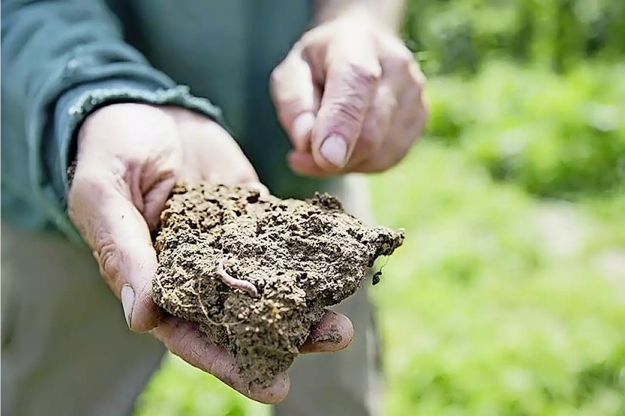 Carbon Farming stärkt auch Resilienz der Agrarproduktion - Schweizer Bauer