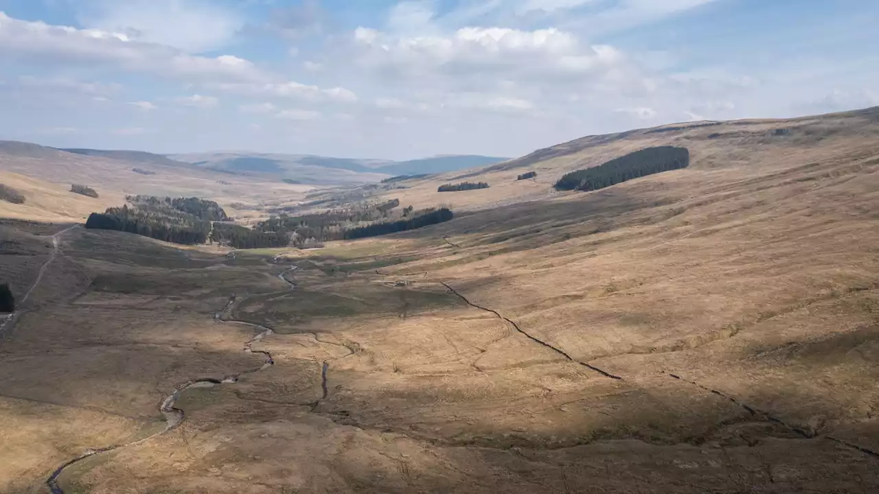 Largest native woodland in England takes root