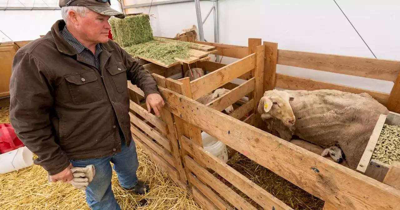 Farmers see setbacks from Utah’s endless winter, but one crop is ready to go — alfalfa