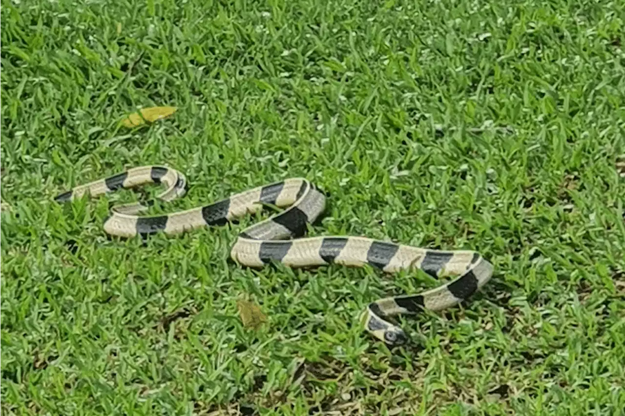 Rare venomous snake found in Pasir Ris Park near adventure playground