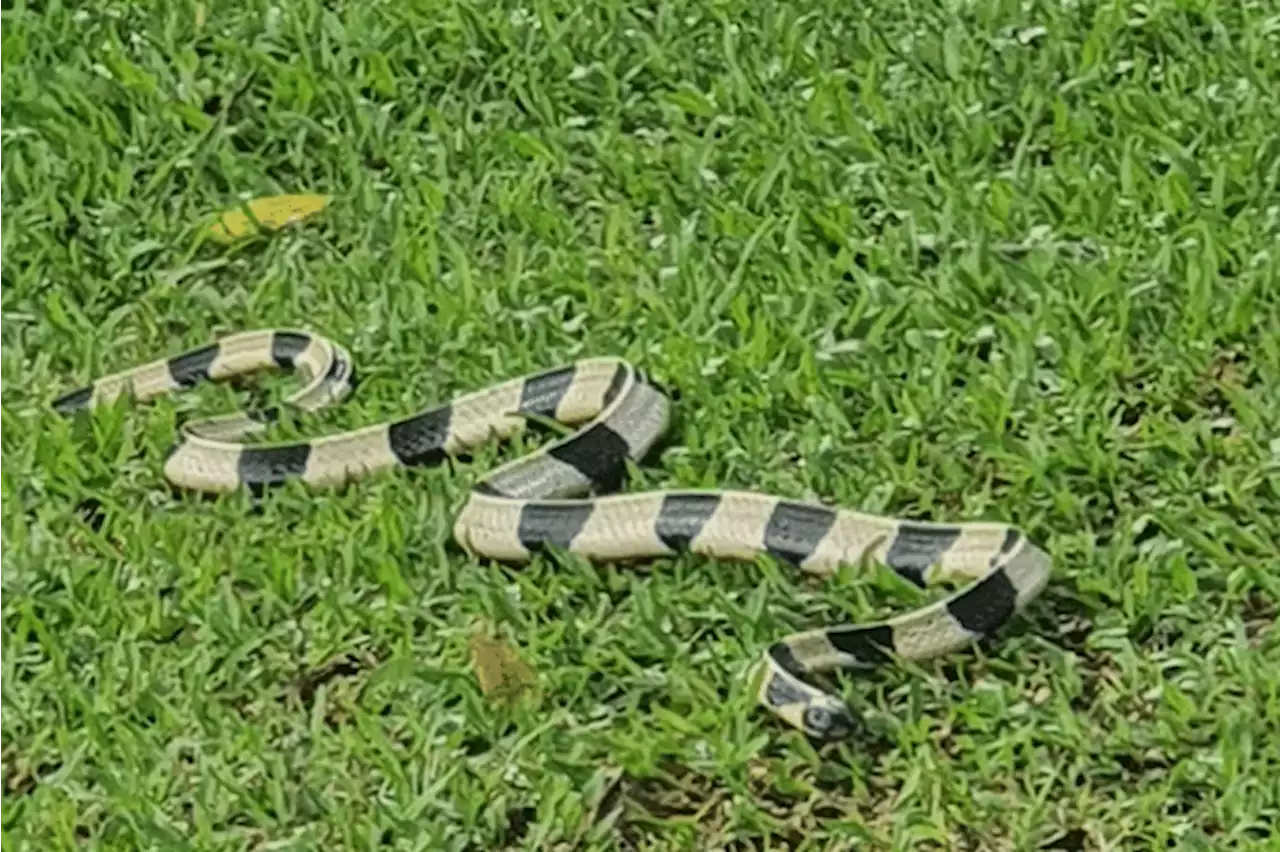 Rare, venomous snake found in Pasir Ris Park near adventure playground