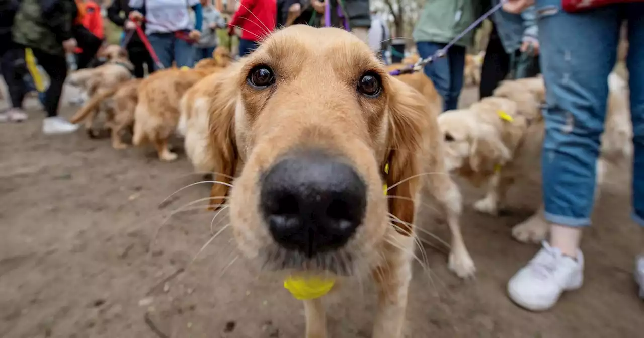 The sweet reason over 100 golden retrievers met up at the Boston Marathon finish line