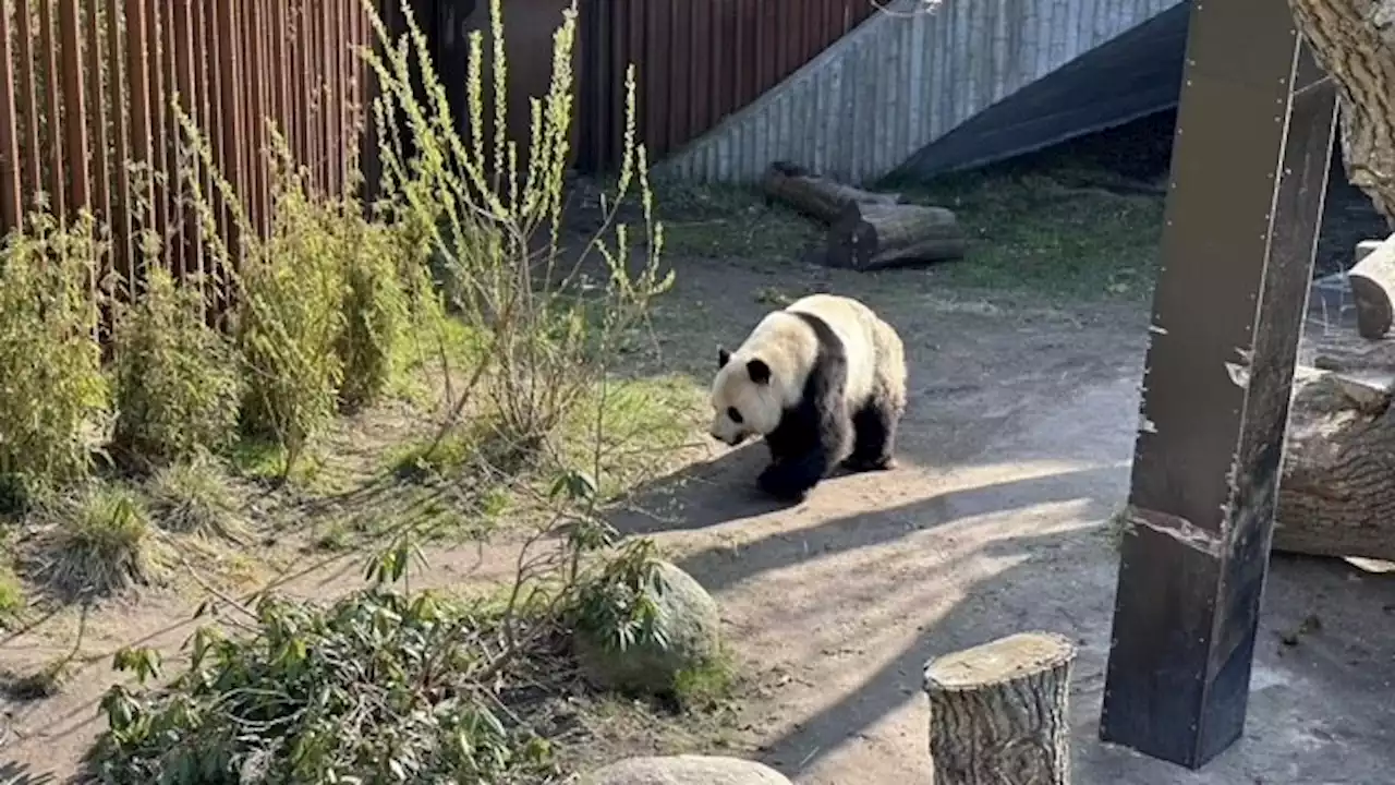 Efter opmuntrende tegn – stor skuffelse i Zoo