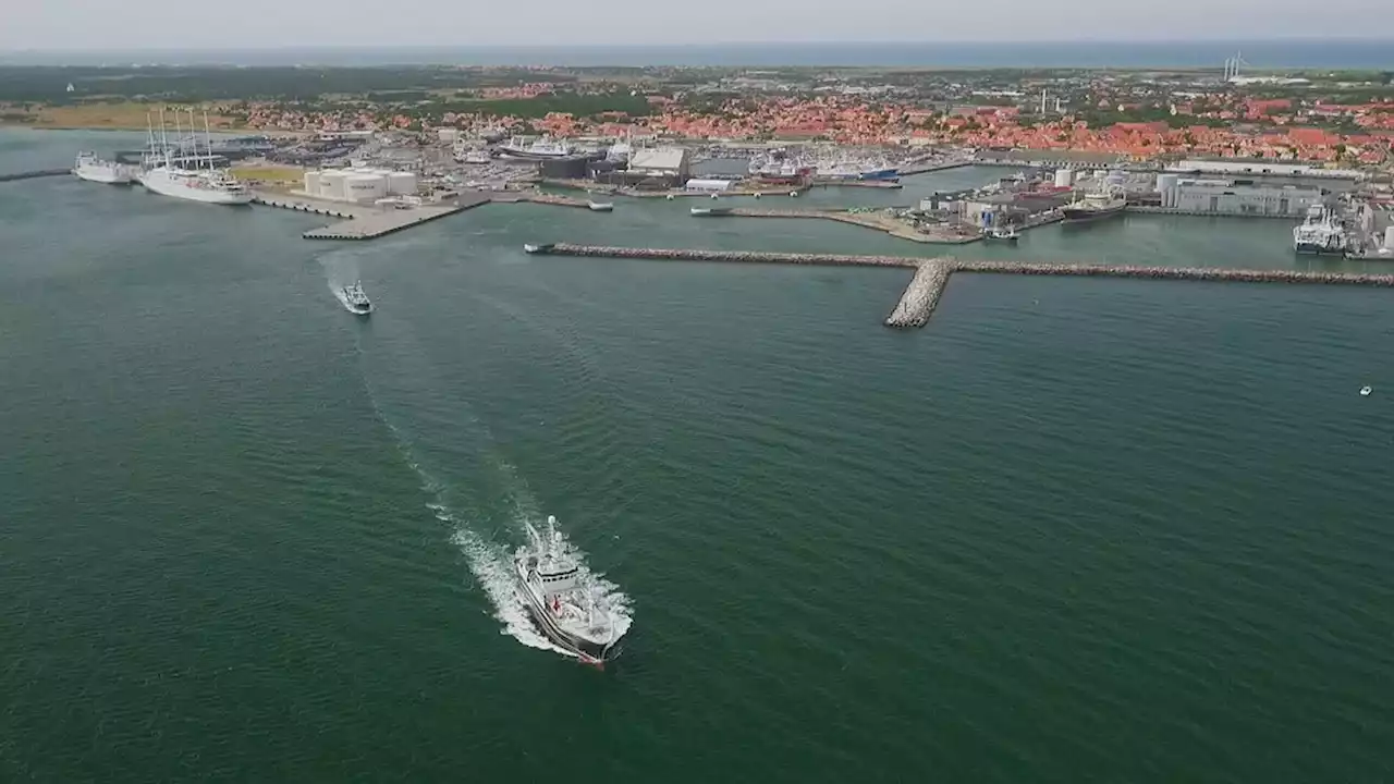 Nordjysk havn fanger fisk som sjældent set