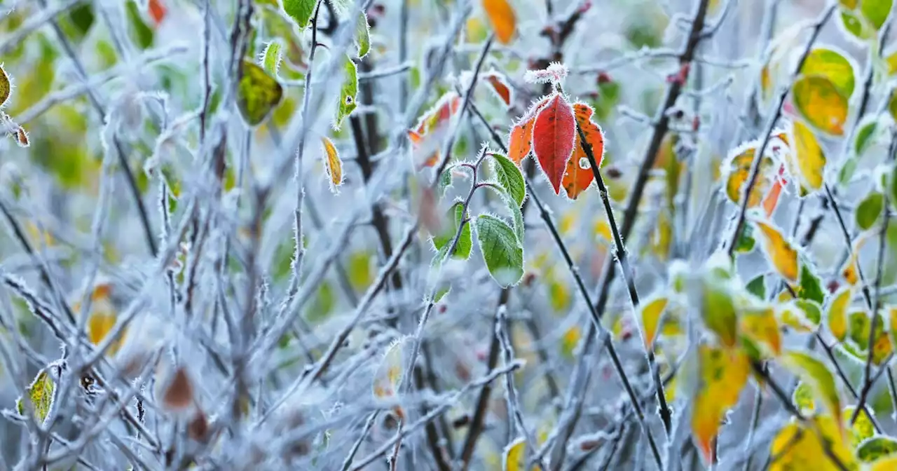 Cold front to bring gusty winds, widespread frost to inland areas, NWS says