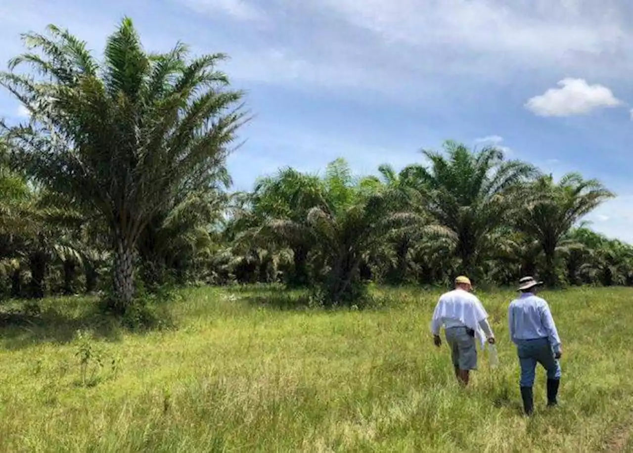 JEP vincula y cita a más empresarios por despojo paramilitar de tierras en Urabá