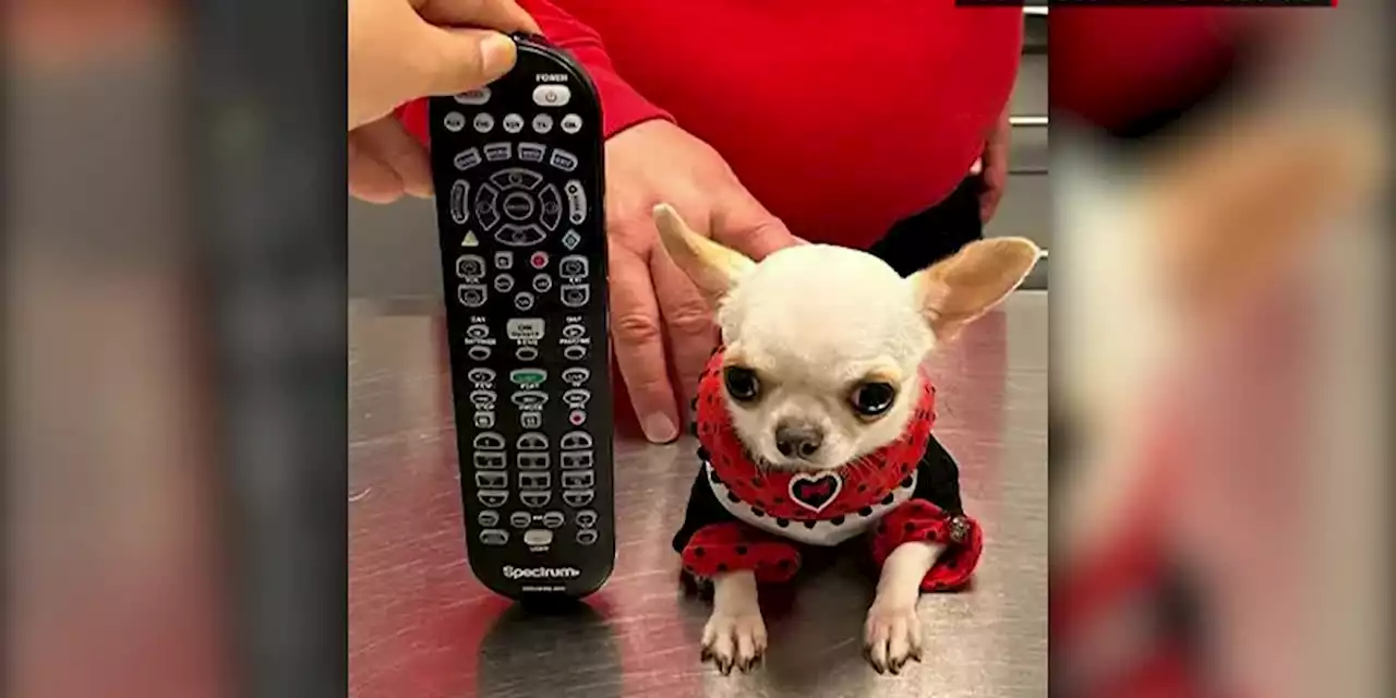 Meet Pearl: Pocket-sized Chihuahua certified as world’s shortest dog