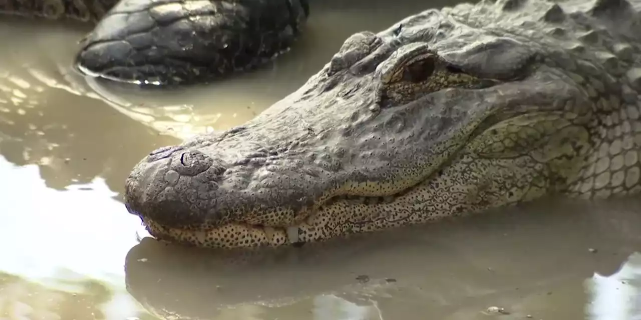 Man, 72, loses leg in alligator attack at Florida RV park