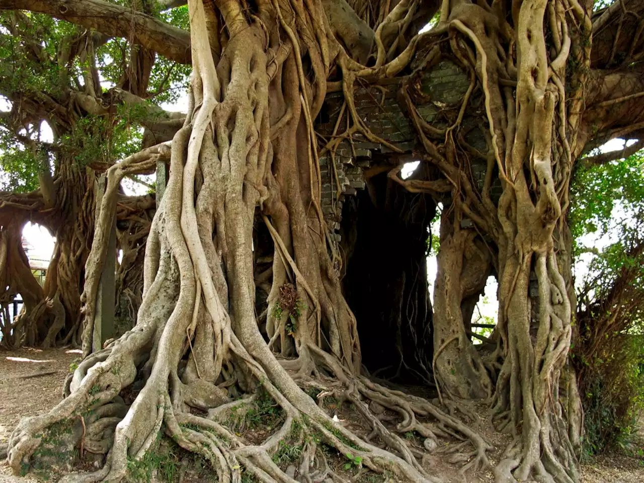 Tourist detained for stripping naked by sacred tree in Bali