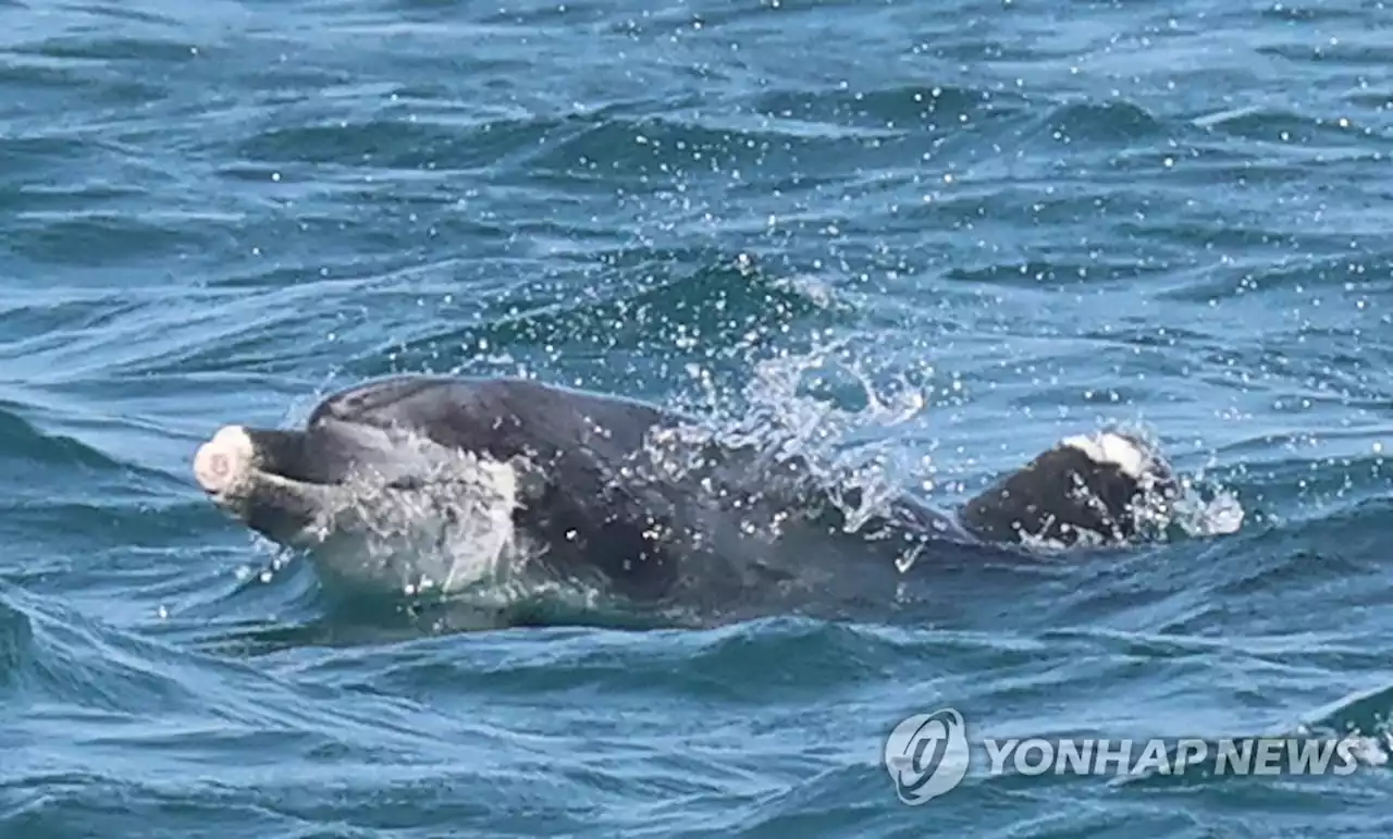 지느러미에 주둥이까지 잘린 남방큰돌고래…관광선 위협 '심각' | 연합뉴스