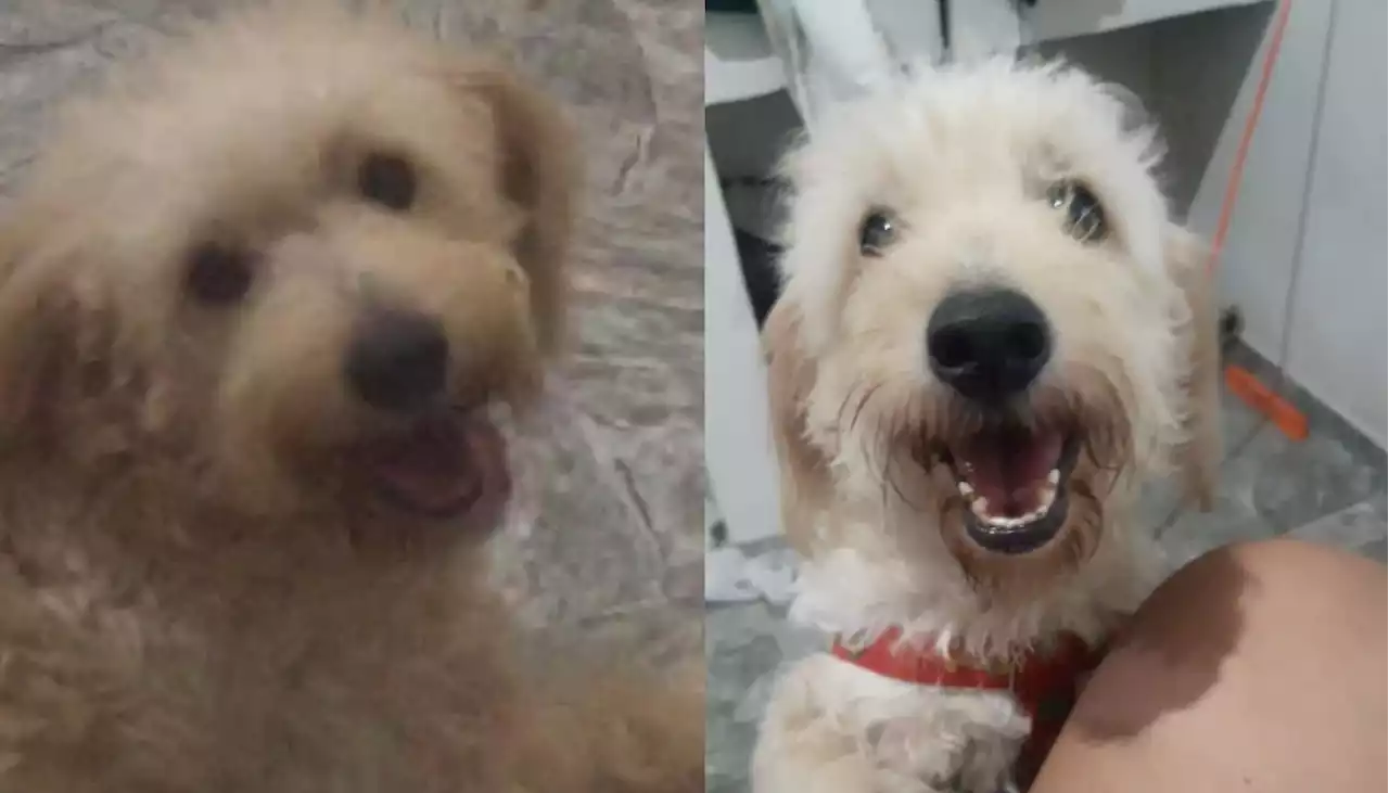 ‘Holly’ desapareció hace 20 días en Costa Hermosa y es buscado por su familia