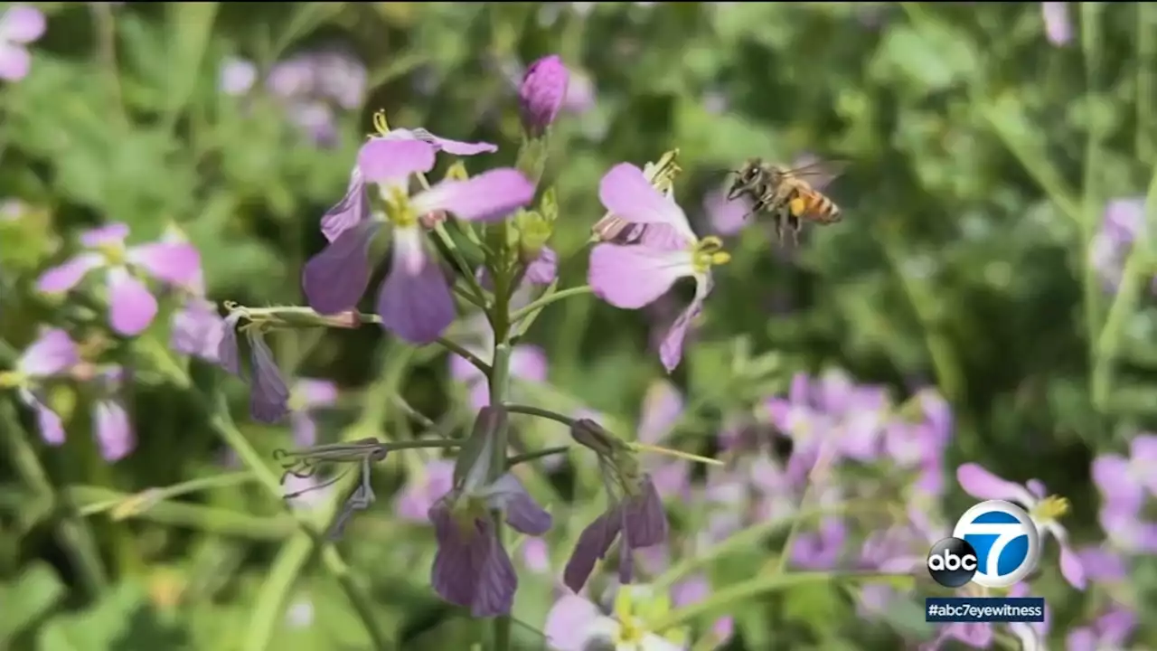 Wildlife in Santa Monica Mountains expected to see positive impact from rainy season