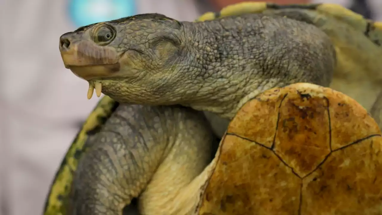 Bottom-breathing turtles and one-lunged fish: The unique species thriving in one of Australia's most intriguing rivers