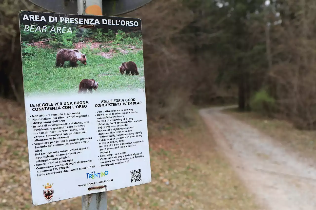 Runner morto a Trento, catturata orsa Jj4