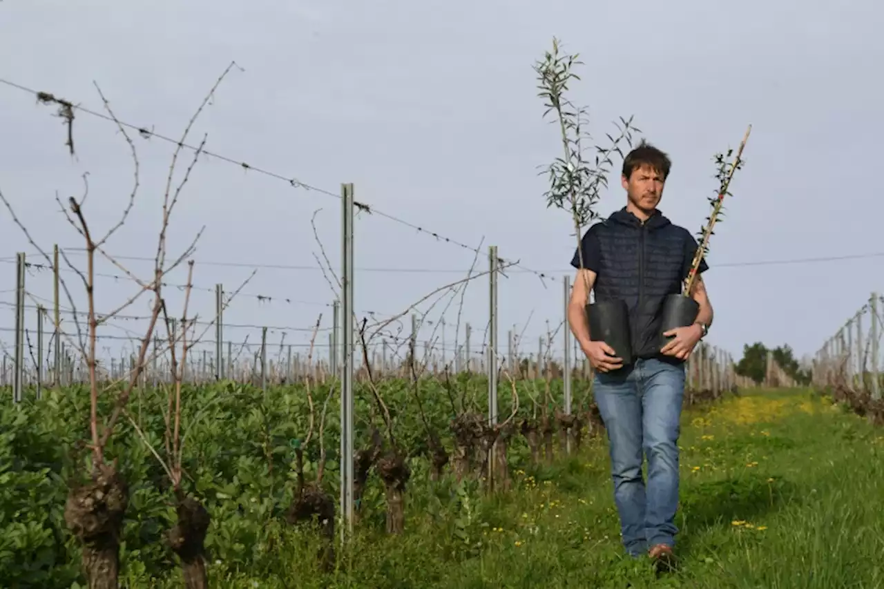 Des oliviers dans les vignes du Bordelais, réponse à la surproduction ?