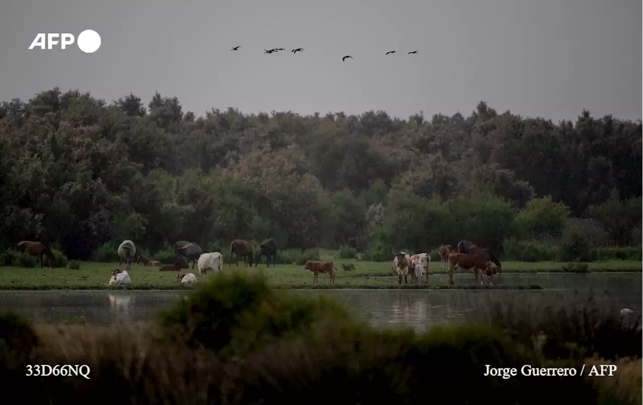 Espagne : la surexploitation de l'eau d'un célèbre parc naturel, enjeu électoral