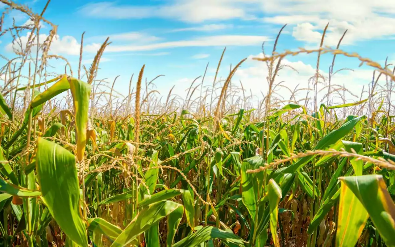 Advierten de riesgos por cierre de financiera rural