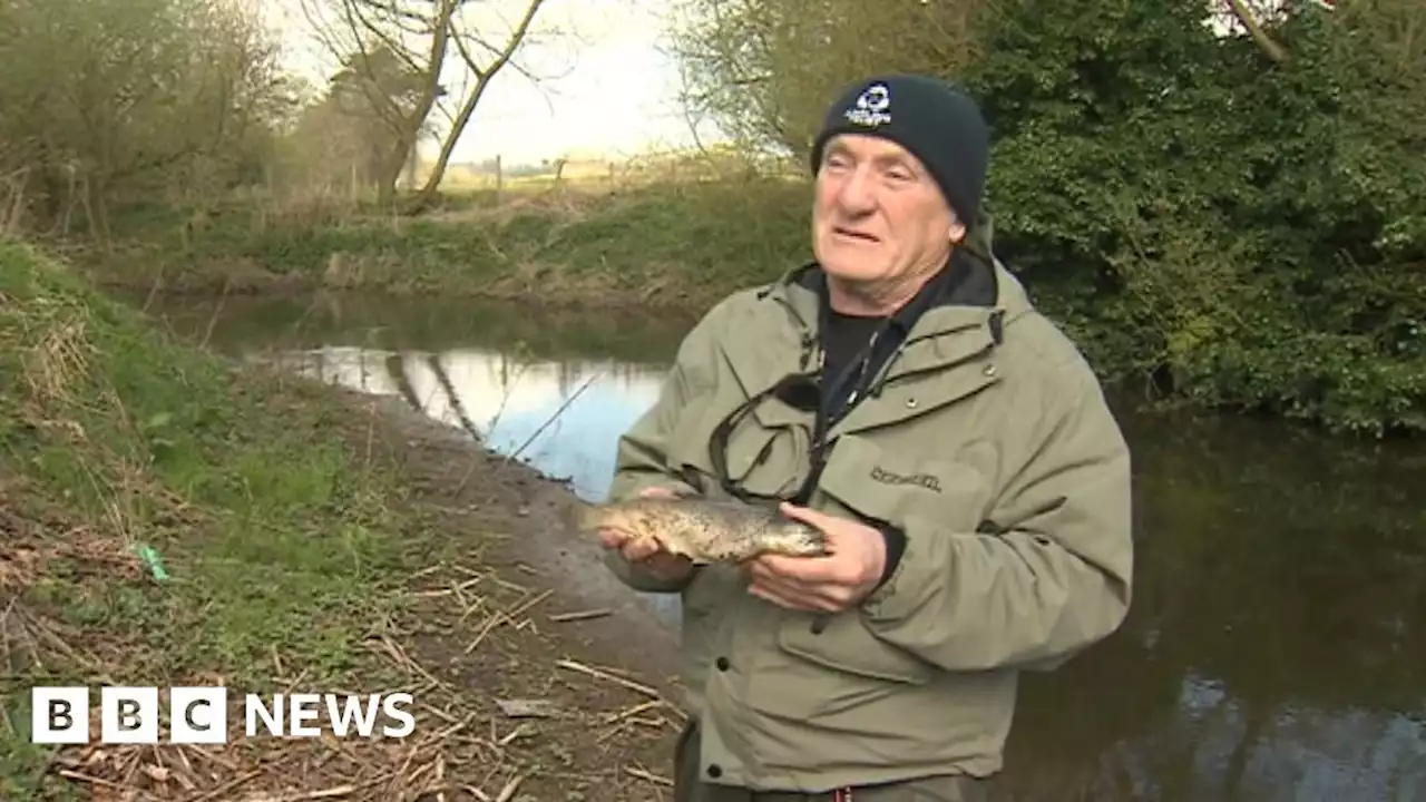 Richmond river pollution probed after hundreds of fish die