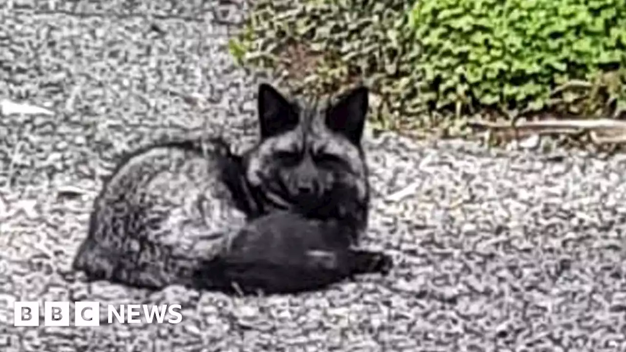 Barry: Rare black fox spotted roaming the streets