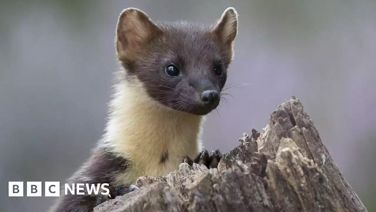 Contraceptives to control pine marten proposed