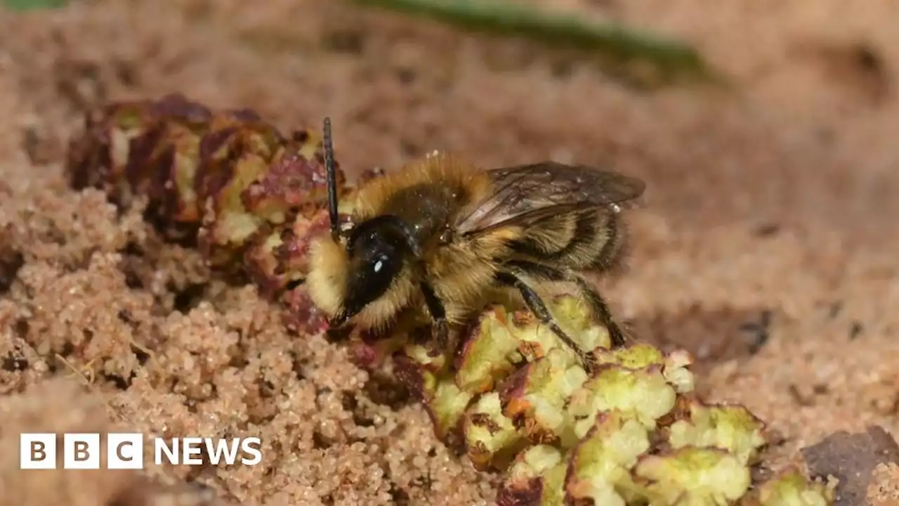 Rare species of bee spotted at Ryton Pools Country Park