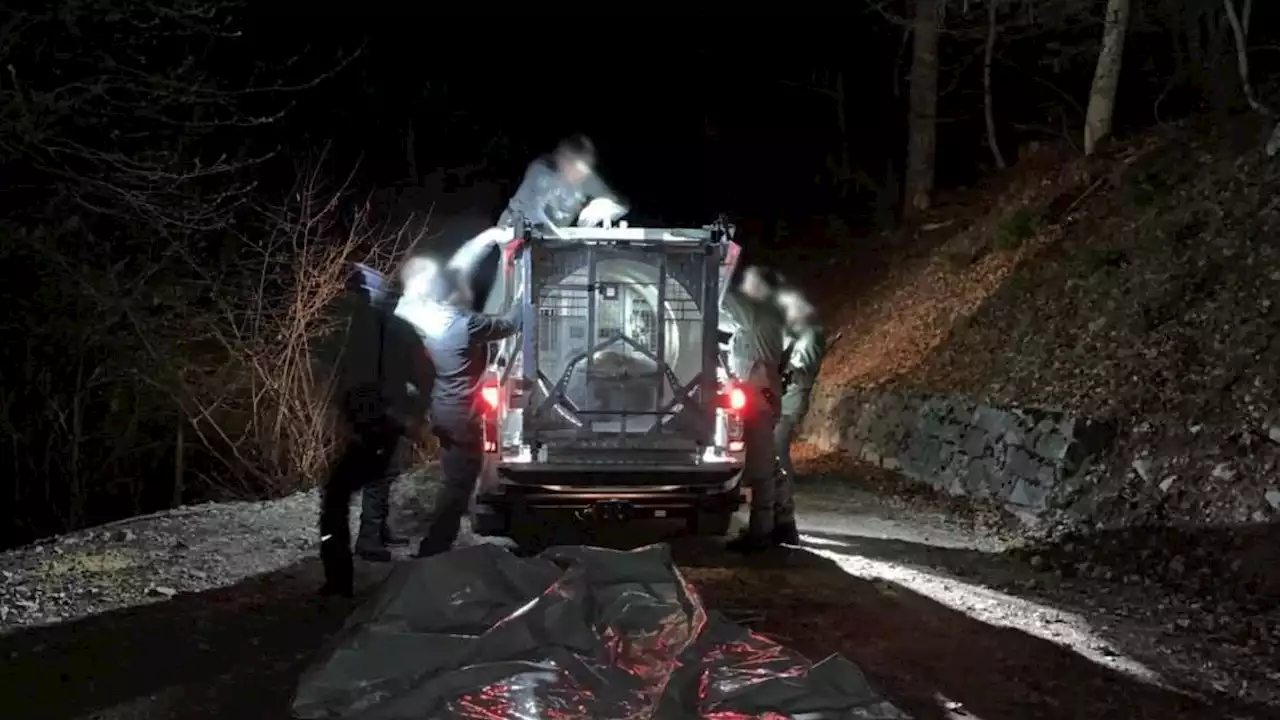 En Italie, l'ourse qui a tué un joggeur capturée