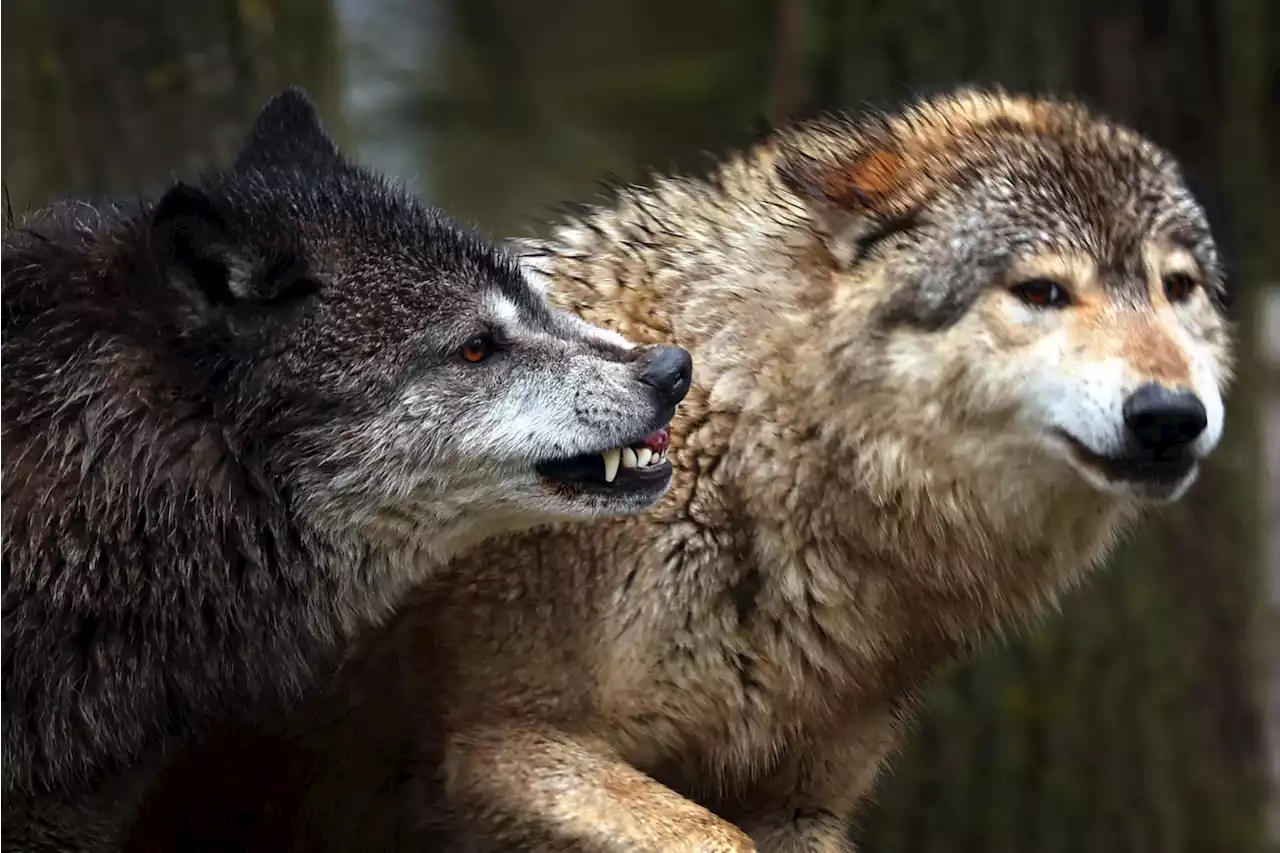 Kritik an Söders Plänen zum Wolfsabschuss in Bayern