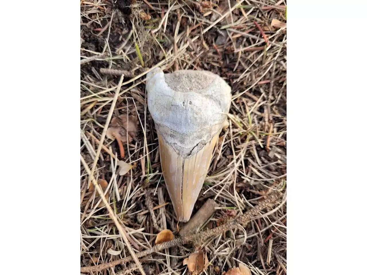 Mom, stepdaughter search for rocks near B.C. river but find megalodon tooth instead
