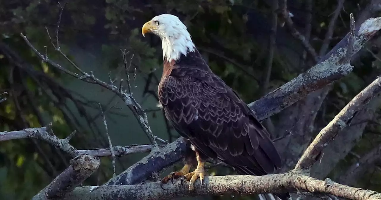 Bald eagle who cared for rock in nest takes over care of orphaned eaglet