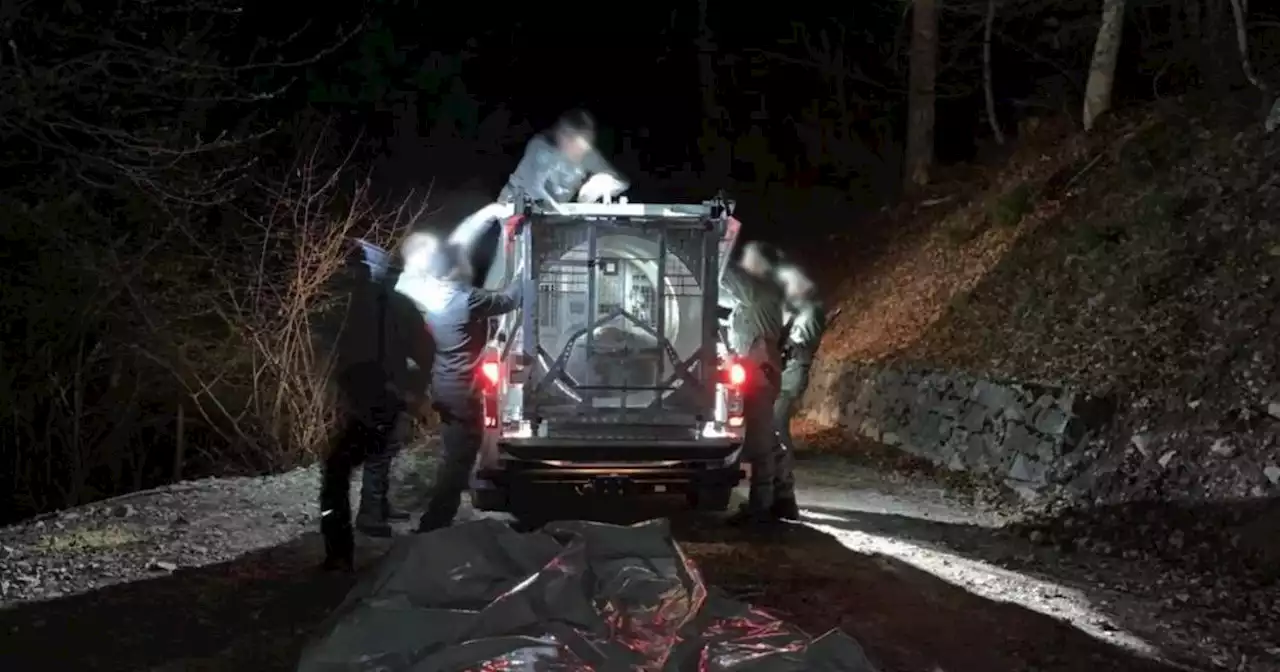 Brown bear that killed Italian runner is captured, her 3 cubs freed