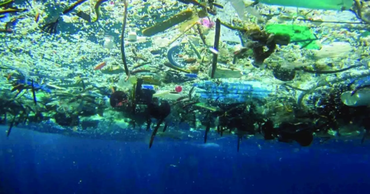 Great Pacific Garbage Patch in middle of the ocean now home to coastal species