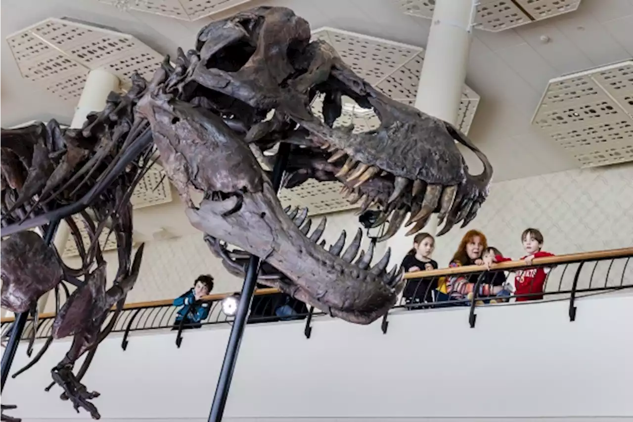 T. rex skeleton expected to fetch nearly $9M at Swiss auction