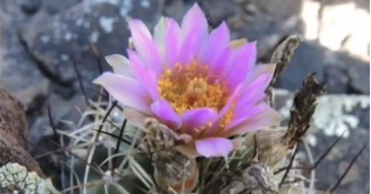 Federal officials propose removing cactus native to Colorado from endangered species list