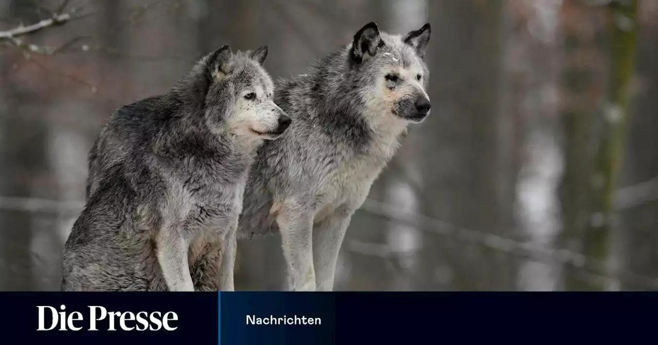 ÖVP ist in Causa Wolf 'ziemlich enttäuscht' von Gewessler