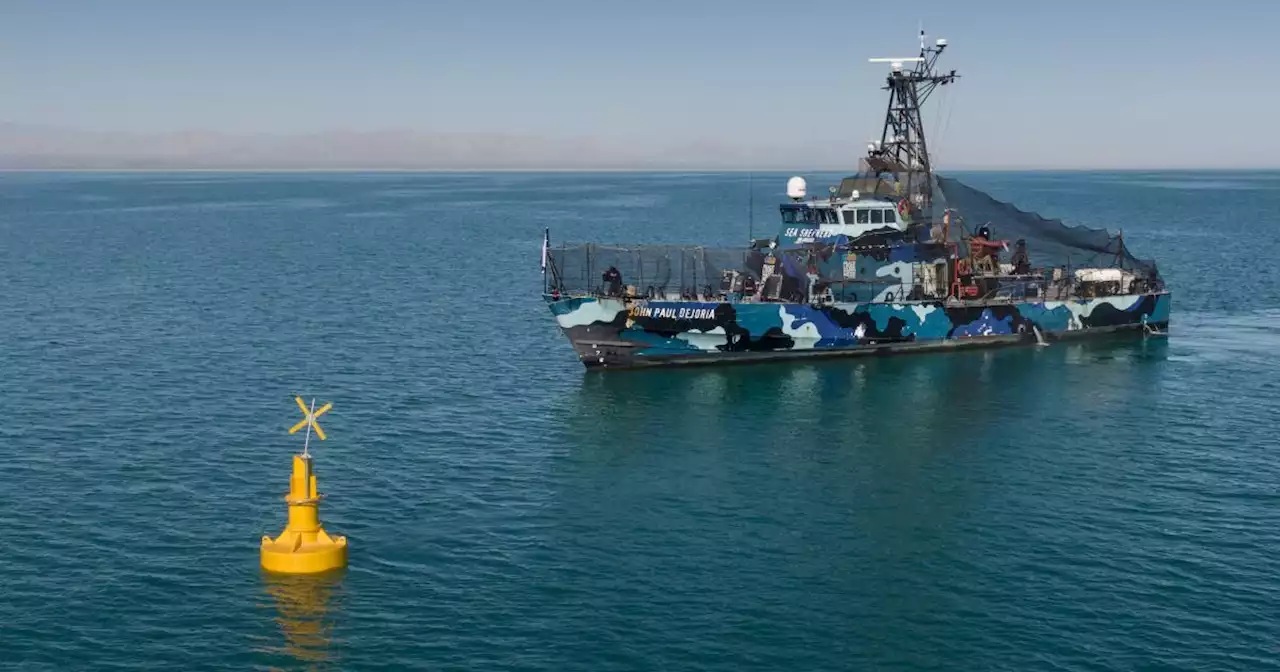 Operación Milagro redujo 99% pesca ilegal en refugio de la vaquita marina