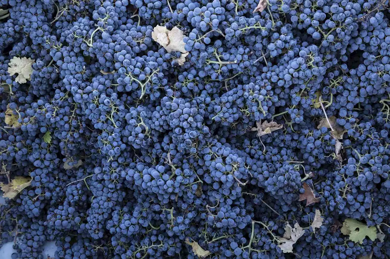 How to Find Best Cabernet Sauvignon For Less Than $15