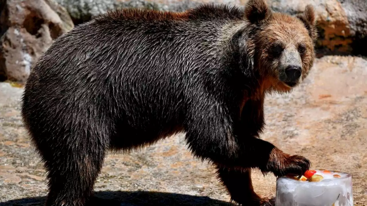 Bear spared from execution despite fatal mauling of Italian woman