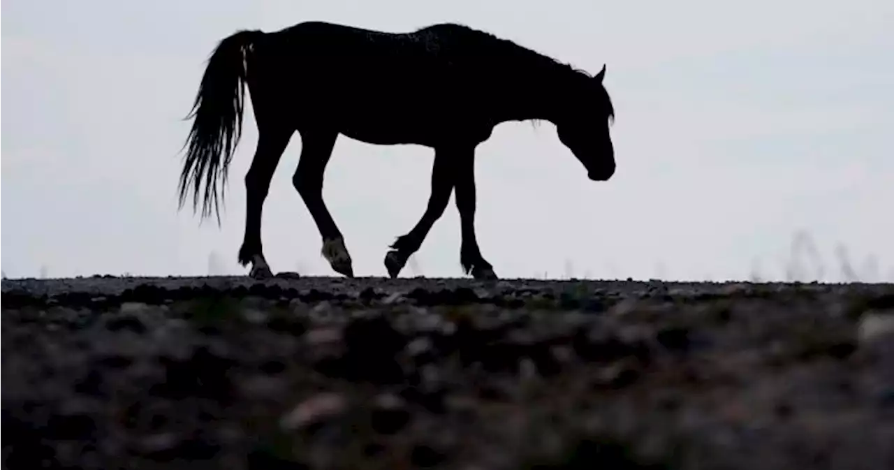 14 dead horses found on N.B. farm over Easter weekend, SPCA investigating | Globalnews.ca