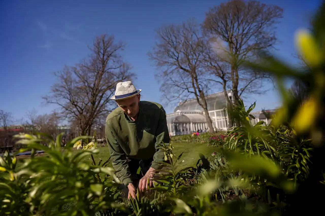 Därför luktar det starkt av cannabis i centrum